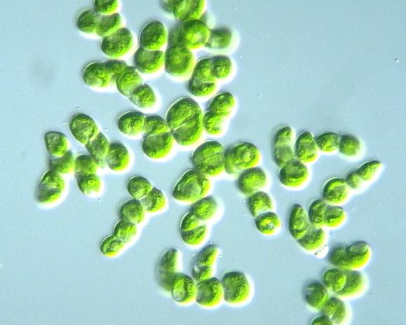 Chlorophyta Macro Green Algae Chlorophyta Biodiesel Energy Liquid Fuel