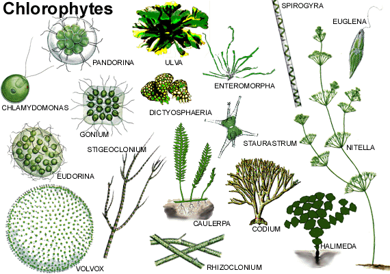 Chlorophyta Chlorophyta