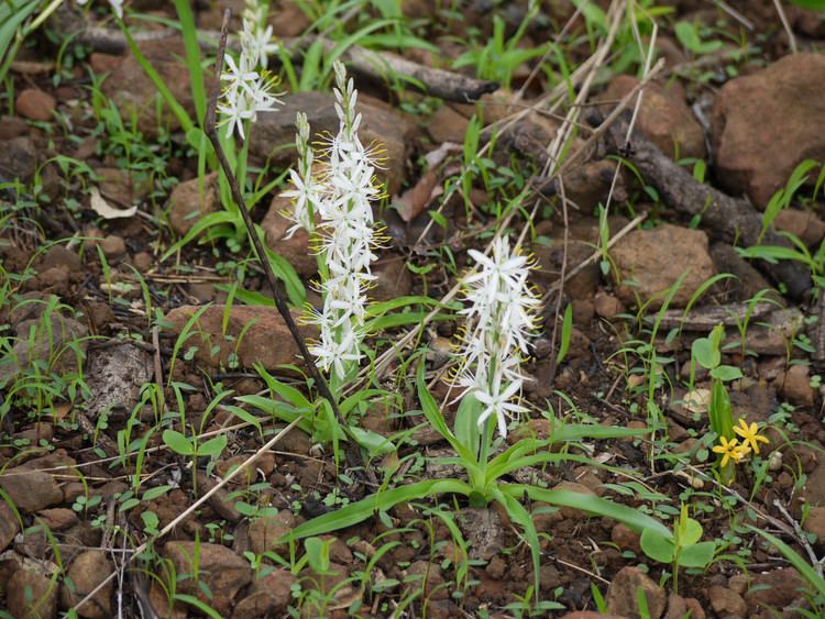 Chlorophytum borivilianum Chlorophytum borivilianum Liliaceae lily family Chloro Flickr