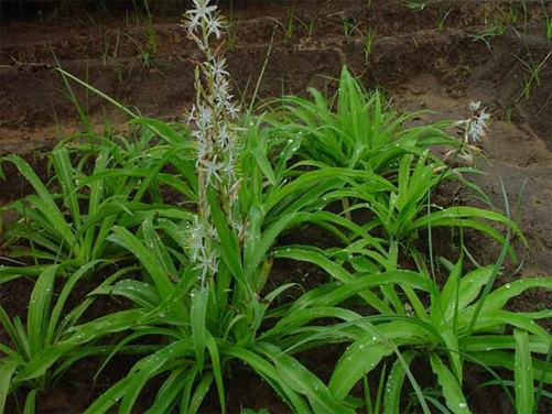Chlorophytum borivilianum Safed Musli Indian Spider Plant PinkJooz