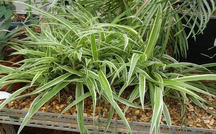 Chlorophytum comosum Chlorophytum comosum Spider plant Tropical Biodiversity