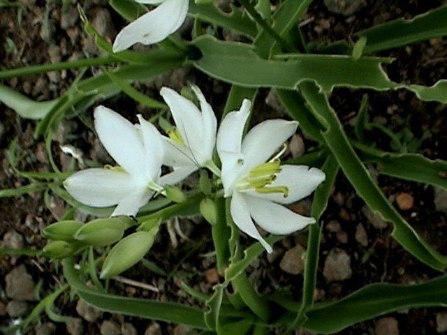 Chlorophytum tuberosum httpsuploadwikimediaorgwikipediacommons77