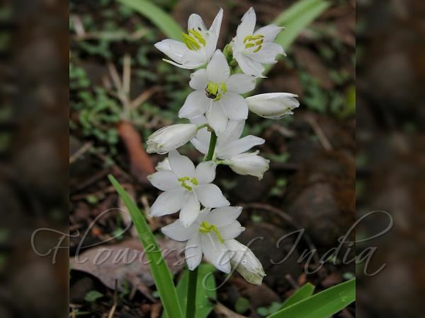 Chlorophytum tuberosum Chlorophytum tuberosum Edible Chlorophytum