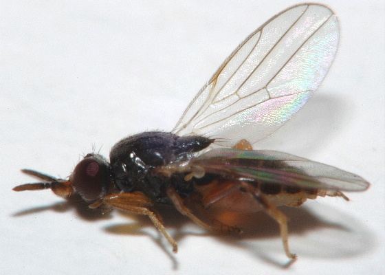 Chloropidae Frit Fly Chloropidae Elachiptera BugGuideNet
