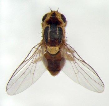 Chlorops pumilionis AgroAtlas Pests Chlorops pumilionis Bjekander Chloropid Gout Fly