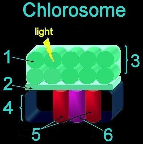 Chlorosome photos1bloggercomblogger45668941600chloroso