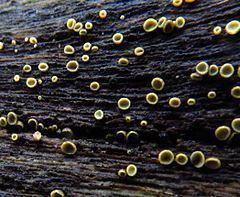 Chlorosplenium httpsuploadwikimediaorgwikipediacommonsthu