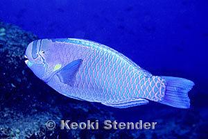 Chlorurus perspicillatus wwwmarinelifephotographycomfishesparrotfishes