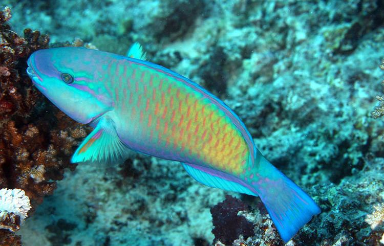 Chlorurus sordidus Photos of parrotfishes Subfamily Scarinae