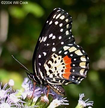 Chlosyne janais Crimson Patch Chlosyne janais