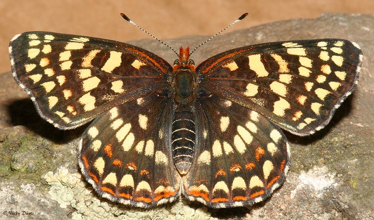 Chlosyne palla Utah Butterfly photos Northern Checkerspot Adult Female Chlosyne