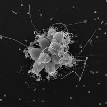 Choanoflagellate Did bacteria spark evolution of multicellular life Berkeley News