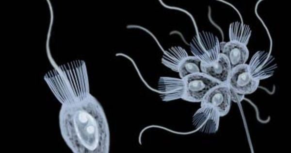 Choanoflagellate choanoflagellate colony Articles to read Pinterest Life