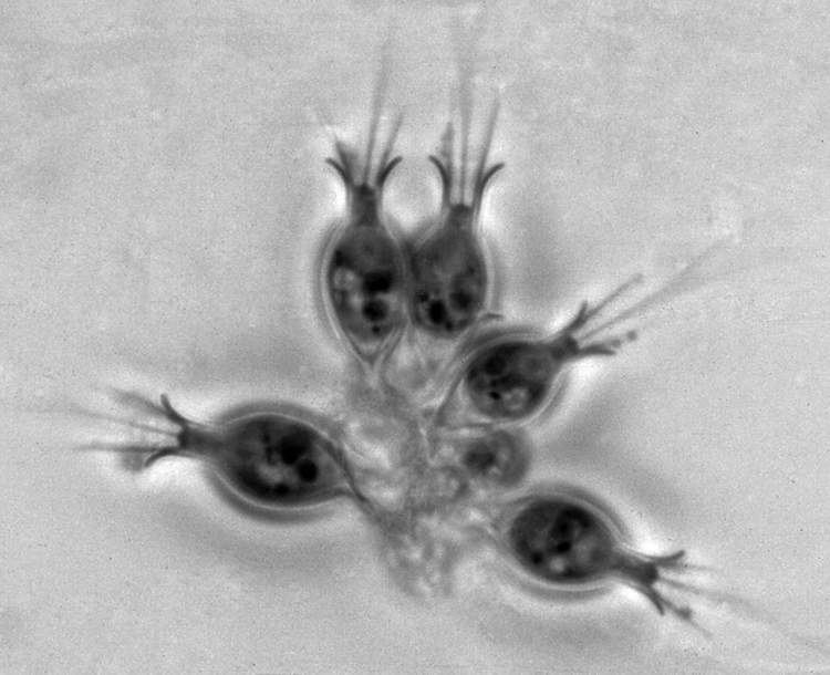 Choanoflagellate 5 facts you should know about Choanoflagellates FifteenEightyFour