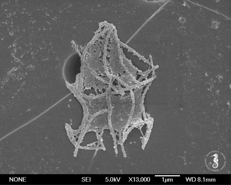 Choanozoa Choanozoa cf Nannoeca minuta BioMarKs Data Portal