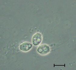Choanozoa Choanozoa eAnswers