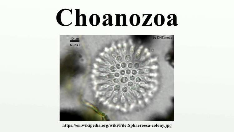 Choanozoa Choanozoa YouTube
