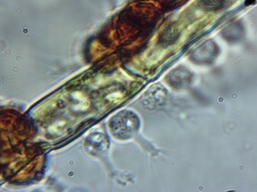 Choanozoa Choanozoa observed by karolina on April 11 2015 iNaturalistorg