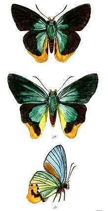 Choaspes (butterfly) httpsuploadwikimediaorgwikipediacommonsthu