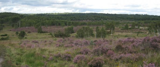 Chobham Common CANCELLED Pinks amp Blues The Wildlife Trusts