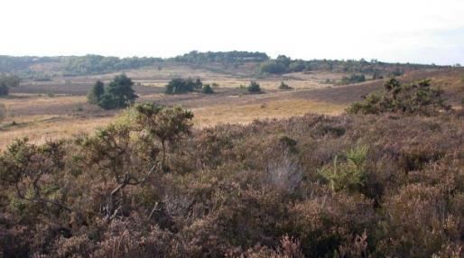 Chobham Common A May Day Foray The Wildlife Trusts