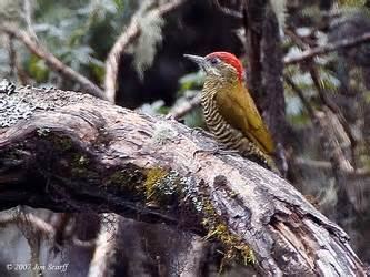 Chocó woodpecker wwwtaenoscomimgITISVeniliornischocoensischo