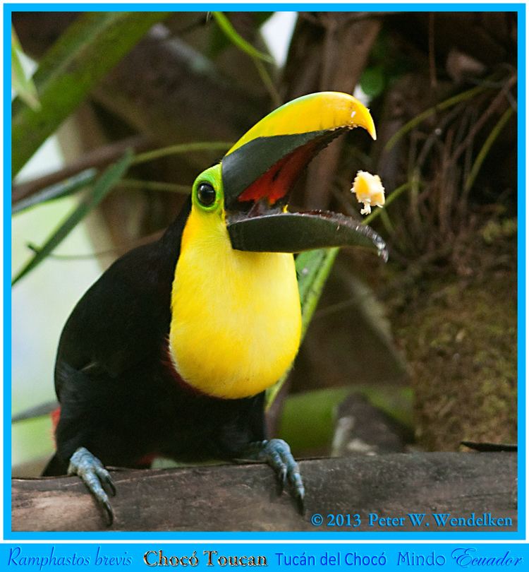 Choco toucan CHOCO TOUCAN Ramphastos brevis Flipping Food Back in its B Flickr