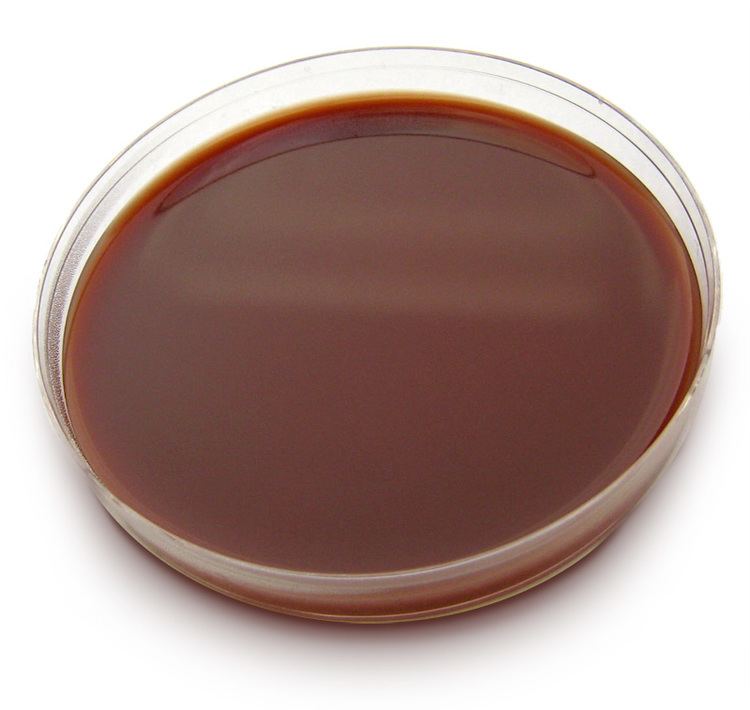 Chocolate agar Cultivation Media for Bacteria