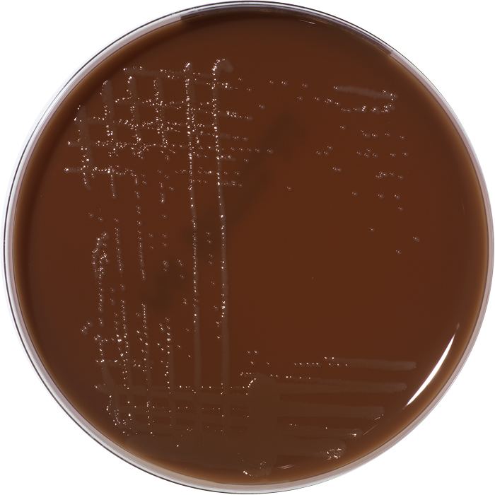 Chocolate agar bioMrieux Culture Media product Chocolate agar PolyViteX