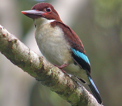 Chocolate-backed kingfisher Surfbirds Online Photo Gallery Search Results