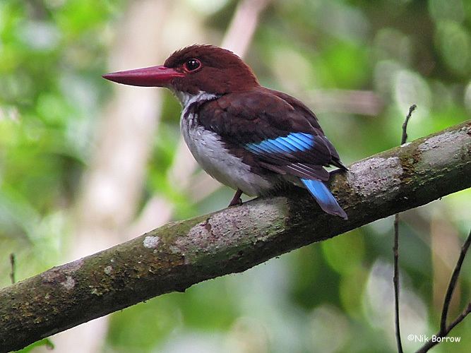 Chocolate-backed kingfisher Surfbirds Online Photo Gallery Search Results