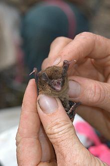 Chocolate wattled bat httpsuploadwikimediaorgwikipediacommonsthu