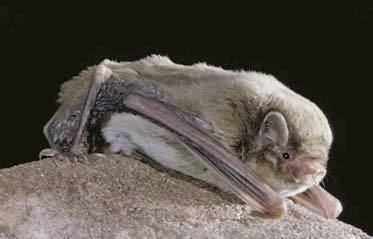 Chocolate wattled bat Museum Victoria Forest Secrets Animals