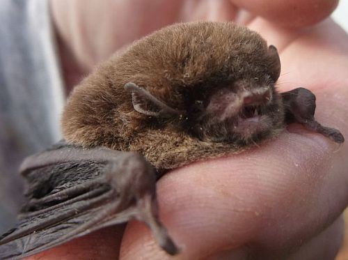 Chocolate wattled bat King Island Nature Reserve Chocolate Wattled Bat