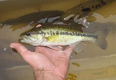 Choctaw bass httpsuploadwikimediaorgwikipediacommonsthu