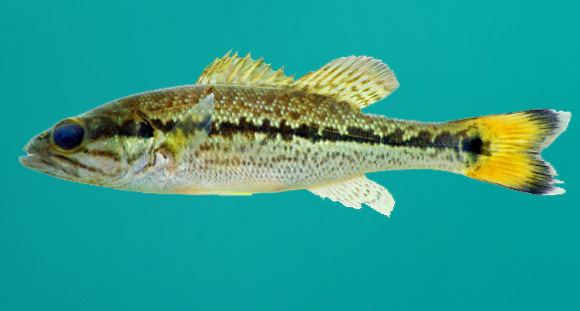 Choctaw bass New Species of Bass Found in Florida Named after Choctaw Indians