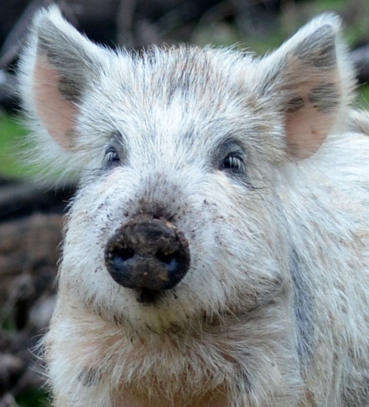 Choctaw hog Help Save The Choctaw Hog Breed Indiegogo