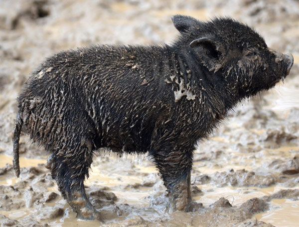 Choctaw hog The FreeRanging Choctaw Hog is Nearly Extinct Homesteading and