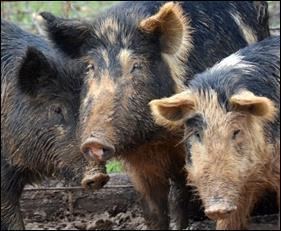 Choctaw hog Help Save The Choctaw Hog Breed Indiegogo