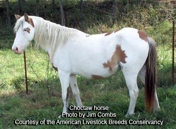 Choctaw horse 1000 images about HORSES Choctaw on Pinterest Runners Spanish