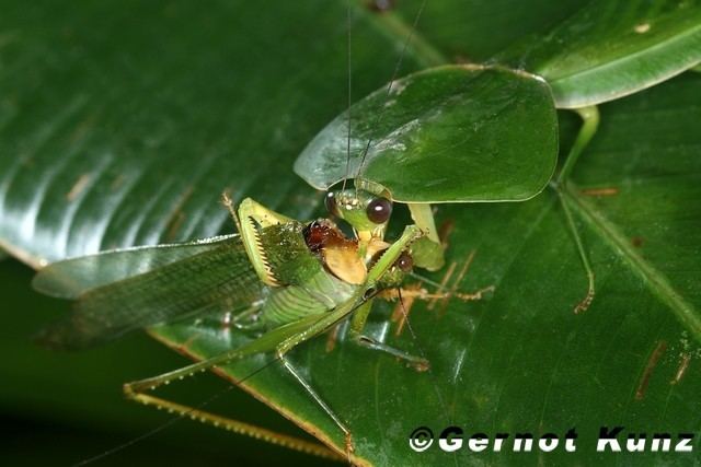 Choeradodis Choeradodis rhombicollis 2