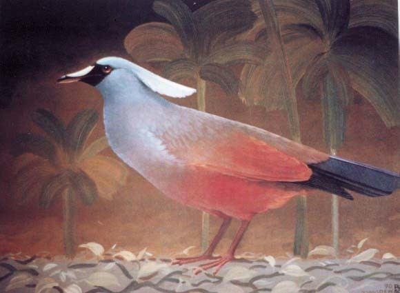 Choiseul pigeon Solomon Island Crowned Pigeon