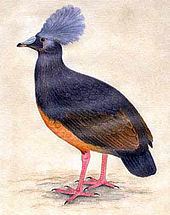 Choiseul pigeon Choiseul pigeon Wikipedia