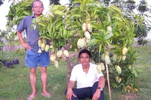 Chok anan Dizon Fruit Trees