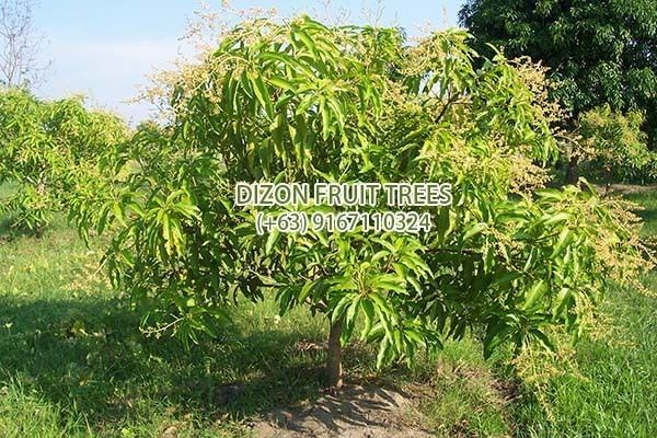 Chok anan Dizon Fruit Trees