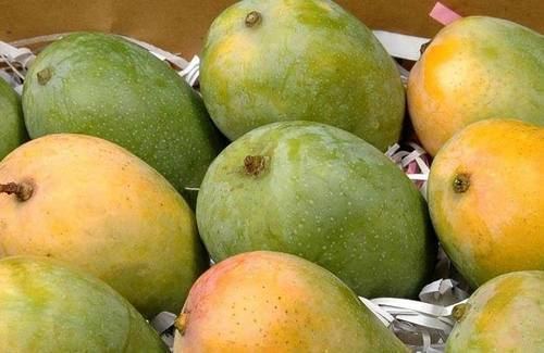 Chok anan Organic Kesar Mango amp Mango Wholesaler from Ahmedabad