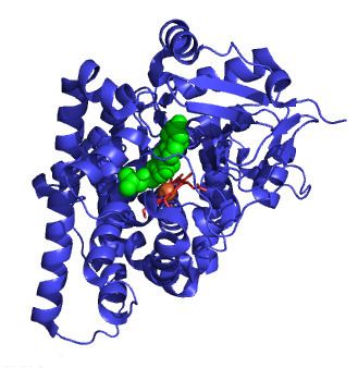 Cholesterol side-chain cleavage enzyme