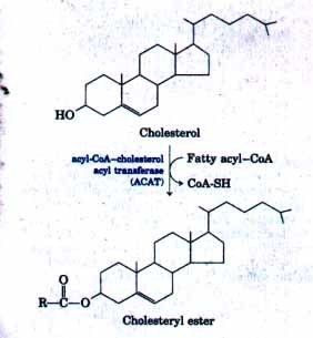 Cholesteryl ester Cholesterol Has Several Fates