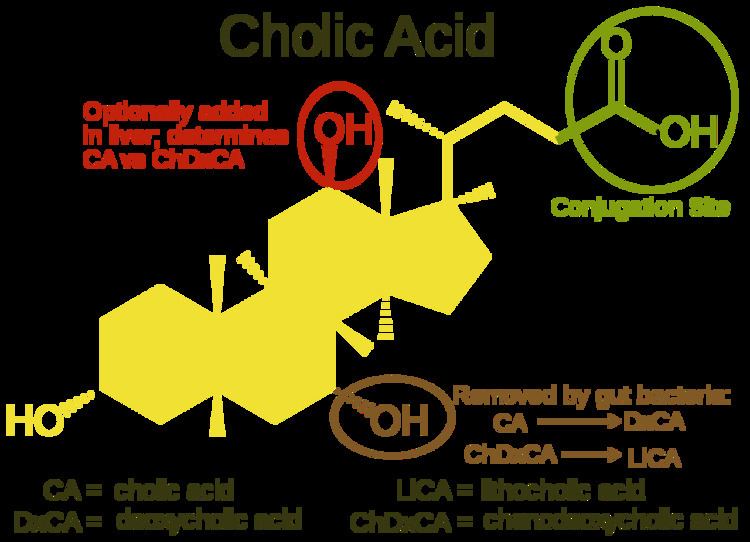 Cholic acid Cholic acid Wikipedia