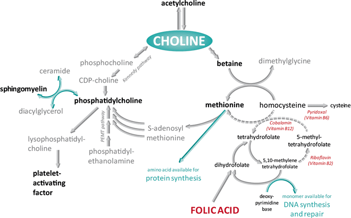 Choline Choline Science Choline Science balchemcom